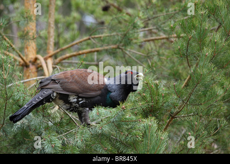 Wilden Auerhahn Männchen ernähren sich von Kiefer {at Urogallus}. April Stockfoto