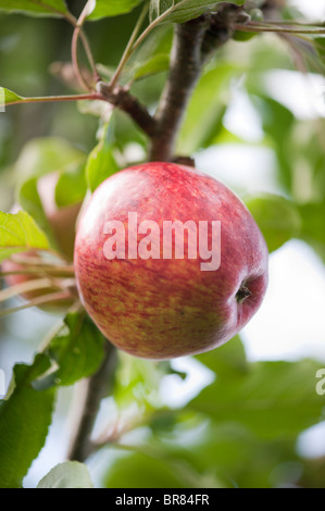 Ein reifer roter Apfelwein Apfel hing an einem Baum in einem Somerset Orchard Porträt Stockfoto