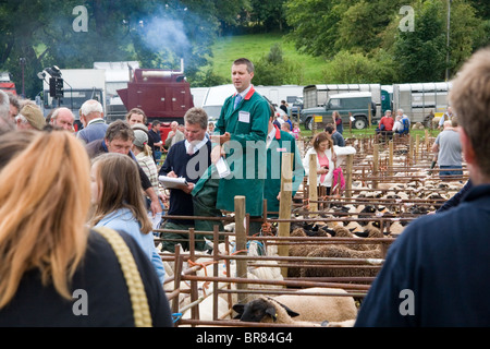 Lager auf Priddy Schafe Messe Versteigerung: 18. August 2010 Stockfoto