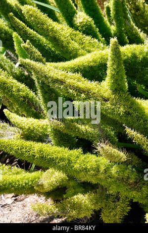 Pflanzen an der Santa Barbara Mission, Kalifornien, USA Stockfoto