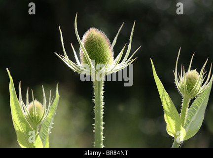 Samenkorn-Köpfe von den gemeinsamen Karde (Dipsacus Fullonum). Stockfoto