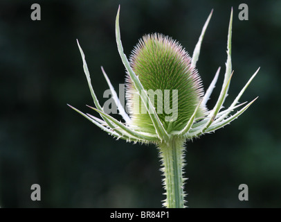 Samen-Leiter der gemeinsamen Karde (Dipsacus Fullonum). Stockfoto