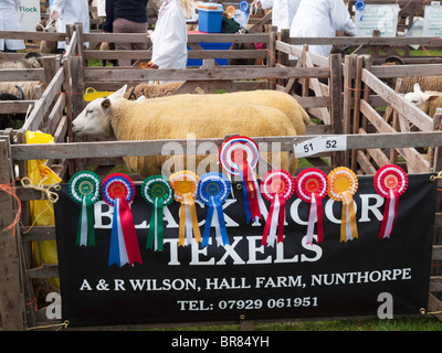 Preisgekrönte Texel Schafe auf dem Stokesley Landwirtschaft 2010 Stockfoto