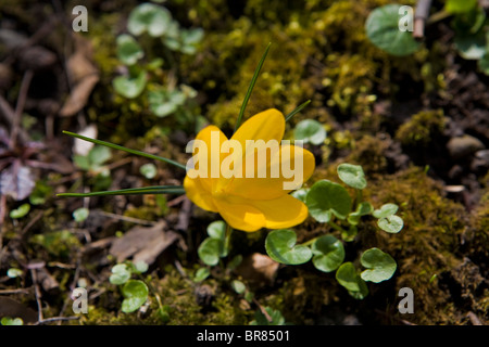 gelber Krokus Nahaufnahme Stockfoto