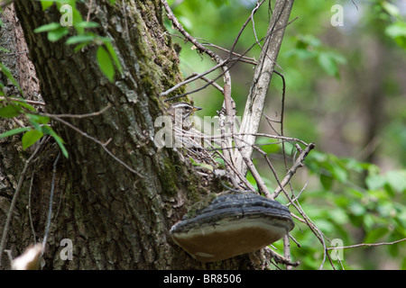 Der Vogel brütet Eier in einem Nest. Turdus Iliacus, Rotdrossel Stockfoto