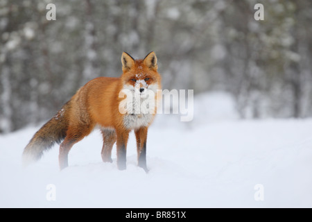 Wilde Rotfuchs (Vulpes Vulpes) mit verschneiten Nase. Stockfoto