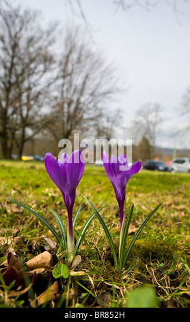 zwei blaue Krokusse in Wiese Stockfoto