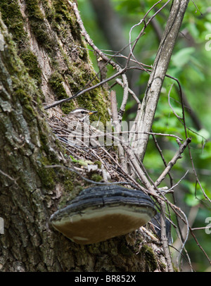 Der Vogel brütet Eier in einem Nest. Turdus Iliacus, Rotdrossel Stockfoto