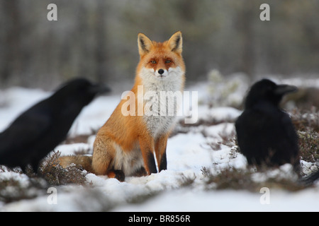 Wilde Rotfuchs (Vulpes Vulpes) zwischen Raben. Stockfoto