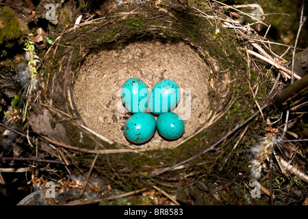 Singdrossel, Turdus Philomelos. Das Nest des Vogels mit blauen Eiern. Stockfoto