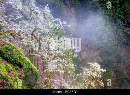 Moos und Nebel im Wald. Eagle Creek Basin. Columbia River Gorge National Scenic Bereich, Oregon Stockfoto