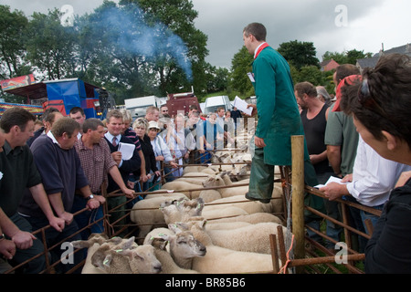 Versteigerung Lager Priddy Schafe Messe, Somerset: 18. August 2010 Stockfoto