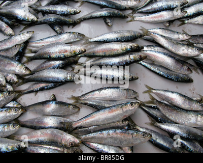 Frisch gefangene Sardinen auf dem Display am Fischmarkt in Essaouira, Marokko Stockfoto