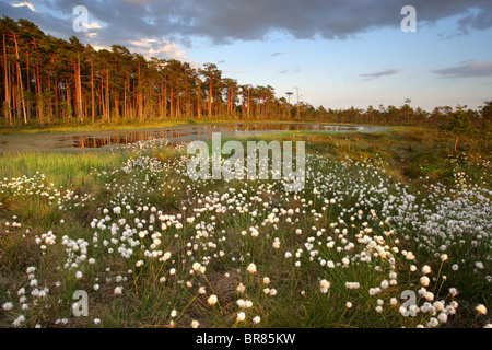 Blühende Hares-Tail Wollgras (Wollgras Vaginatum) im Moor, Frühjahr 2010. Stockfoto