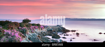 Sunrise und lila Ice Pflanzenblüten und Ozean. Pacific Grove, Kalifornien Stockfoto