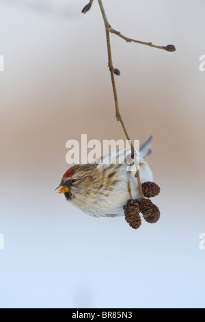 Gemeinsame Redpoll (Zuchtjahr Flammea) im Winter an Erle Ast hängen. Stockfoto