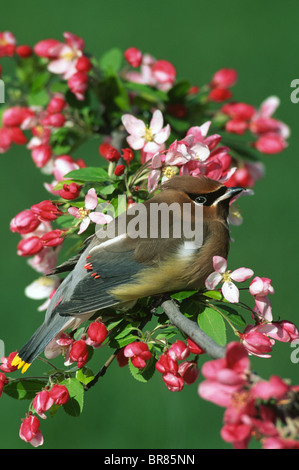 Cedar Waxwing Bombycilla cedrorum in Apple Tree Frühling östlichen Vereinigten Staaten, von George E. Stewart/Dembinsky Foto Assoc Stockfoto