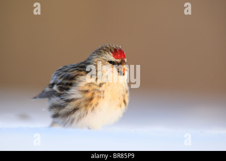 Gemeinsame Redpoll (Zuchtjahr Flammea) im Schnee. Januar. Stockfoto