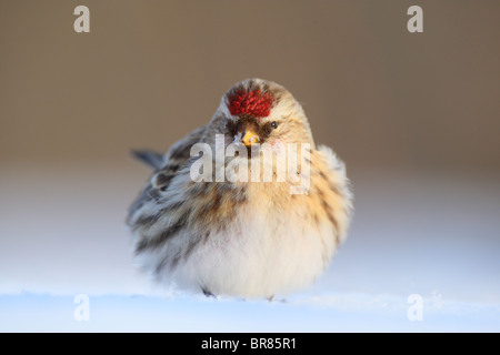 Gemeinsame Redpoll (Zuchtjahr Flammea) im Schnee. Stockfoto