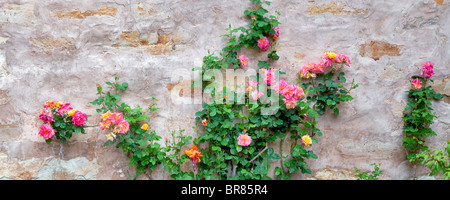 Gärten mit Rosen in der Carmel Mission. Carmel by the Sea, California. Stockfoto