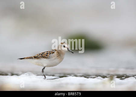 Zwergstrandläufer (Calidris Minuta) am Seeufer Stockfoto