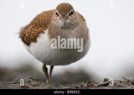 Porträt der Flussuferläufer (Actitis Hypoleucos). August 2010, Europa Stockfoto