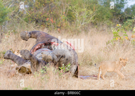 Löwenbabys mit Toten Nilpferd im Krüger Nationalpark in Südafrika Stockfoto