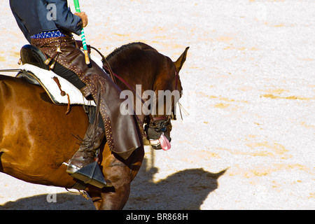 Fighting Bull Bild aus Spanien. Schwarzen Stier Stockfoto