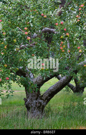 Apfelbaumgarten auf der Michigan Lower Peninsula in USA reife Äpfel auf dem Baum im Sommer Vorderansicht Niemand Hintergrund vertikale Hochauflösung Stockfoto