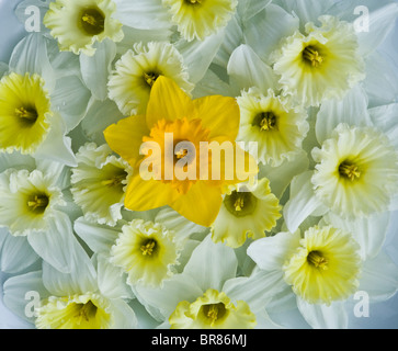 Nahaufnahme Verschmelzung abstraktes Muster des Frühlings Narzissen Bouquet von bunten gelben Narzissen jonquils Narzissen Blumen, Jonquils, NJ, USA, Amerika, Topf Stockfoto