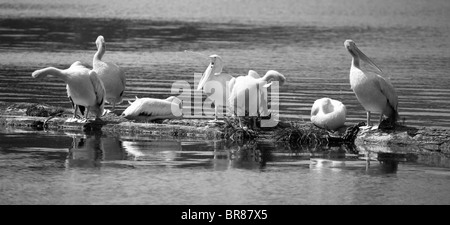 Pelikan Baden in der Sonne auf einen Log-boom Stockfoto