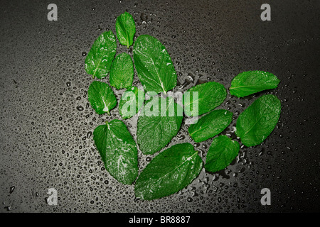 Pfefferminz-Herzen auf schwarzem Hintergrund. Stockfoto