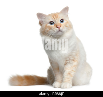 Birma Katze, 3 Jahre alt, sitzt vor weißer Hintergrund Stockfoto