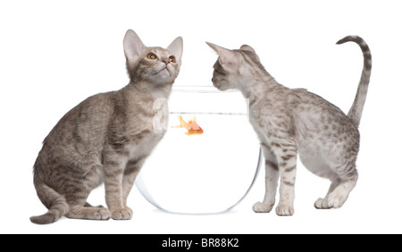 Zwei Ocicat Katzen, 13 Wochen alt, suchen in Goldfischglas Stockfoto