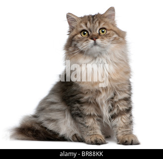 British Longhair Kitten, 3 Monate alt, sitzt vor weißem Hintergrund Stockfoto