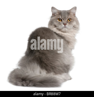 British Longhair Katze, 1 Jahr alt, sitzt vor weißem Hintergrund Stockfoto