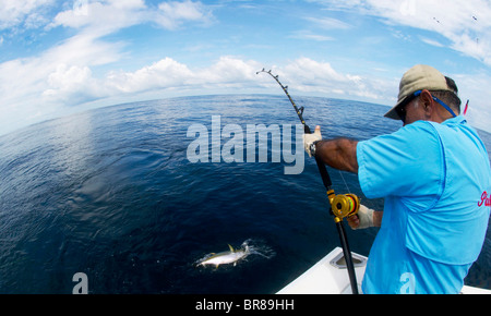 Fangen einen Yellow Fin Thunfisch (Thunnus Albacares) auf eine Angelschnur vom Boot aus. Stockfoto