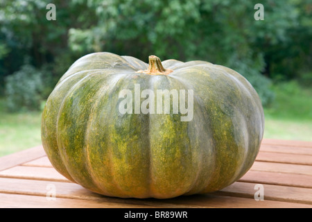 Muscade de Provence-Kürbis Stockfoto