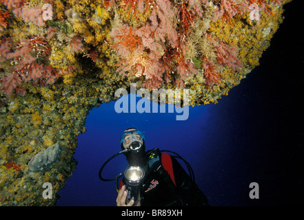 Taucher am rote Koralle (Corallium Rubrum), Nereo Höhle, Alghero, Sardinien, Italien. Beachten Sie, dass einige der weißen Polypen wh öffnen Stockfoto