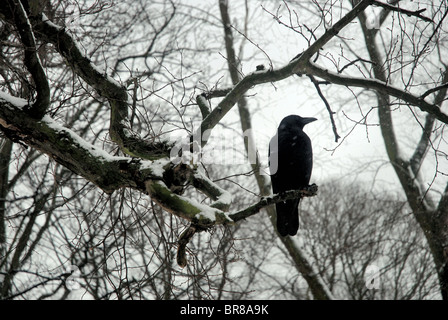 Eine Krähe auf einem Ast in einer winterlichen Landschaft. Stockfoto