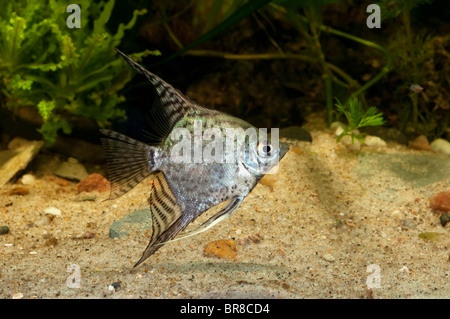 Süßwasser Kaiserfisch (Pterophyllum Scalare) in einem Aquarium. Stockfoto