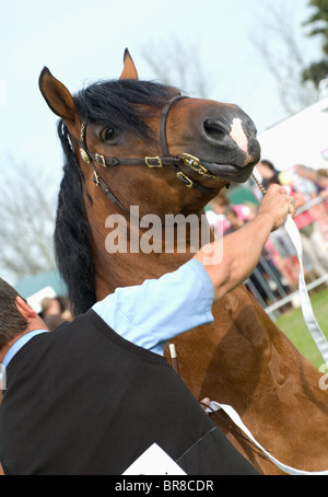 ein Handler mit einem Welsh Cob Hengst Abschnitt D während einer In Hand zeigen Stockfoto