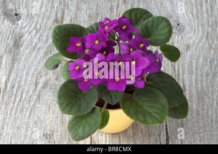 Saintpaulia, African Violet (Saintpaulia Ionantha-Hybride), Topfpflanze mit lila Blüten auf Holz. Stockfoto