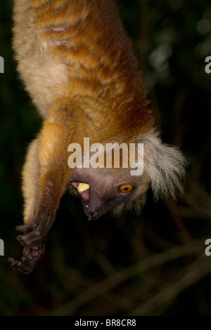 Weibliche schwarze Lemur, Eulemur Macaco, Nosy Be - Madagaskar Stockfoto