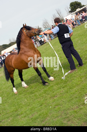 ein Handler mit einem Welsh Cob Hengst Abschnitt D während einer In Hand zeigen Stockfoto