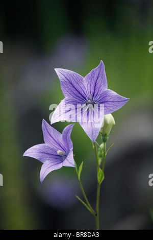 Chinesische Glockenblumen Stockfoto