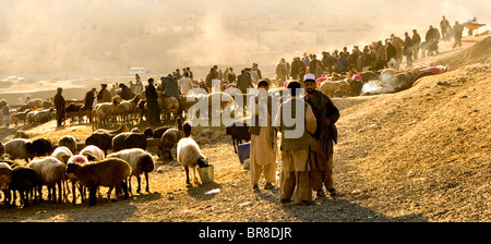 Schafe sind für den Verkauf in eine staubige Landschaft auf einem Viehmarkt in der Nähe von Kabul. Stockfoto