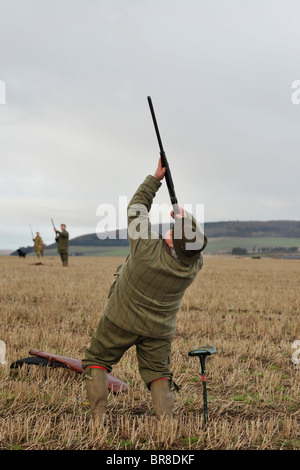 Fasan schießen Stockfoto