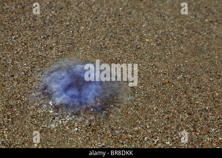 Lila Qualle am Strand. Foto V.D. Stockfoto