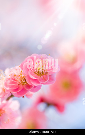 Close-up von Pflaume Blüten Stockfoto